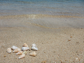 Fototapeta na wymiar View of the sandy beach. Shells in the sand.