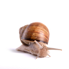 Helix pomatia.Garden snail isolated on white background.Grape snail.