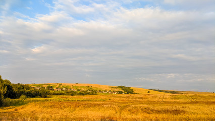 Agriculture fields in the summer season