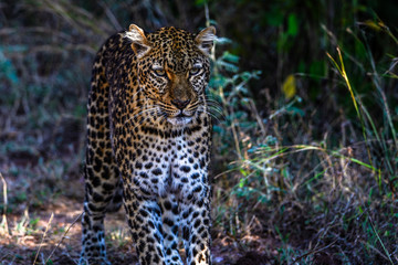 Raubkatze auf leisen Sohlen