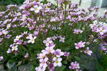 Obraz premium flowers