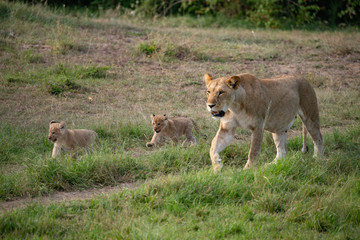Fototapeta na wymiar Walking lioness and her cubs in Masai Mara