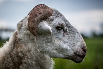Sheep in nature on meadow.