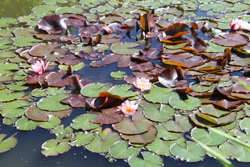 water lily