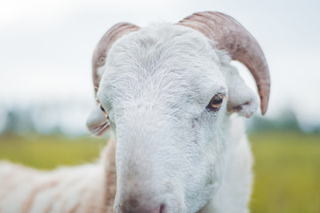 white sheep on blurry background. Sheep head.