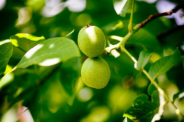 Two young walnuts growing on the tree.