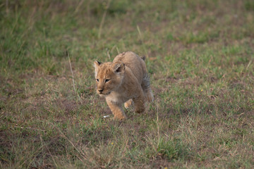Young Lion cub walking in the grasslands of the Masai Mara