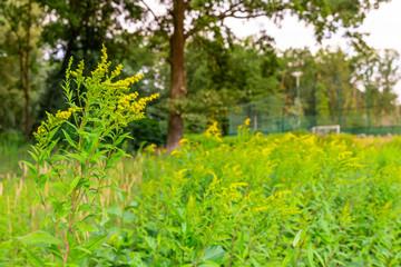 Medicinal herb Canadian goldenrod.