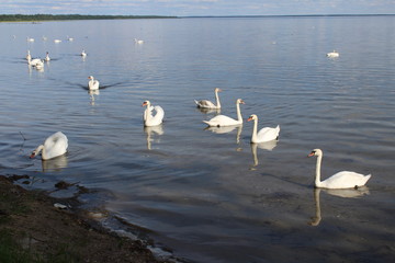 swans on the lake