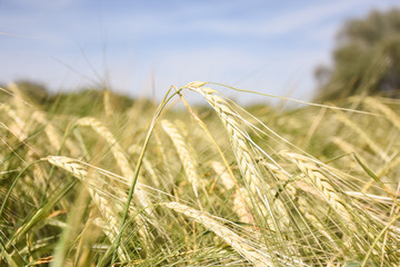  wheat field nature harvest future bread