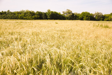  wheat field nature harvest future bread