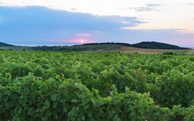 Grape ridges at sunset. Summer evening in Anapa district of Krasnodar region