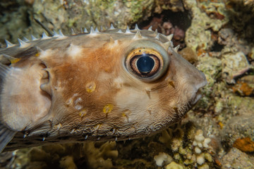Fish swim in the Red Sea, colorful fish, Eilat Israel © yeshaya