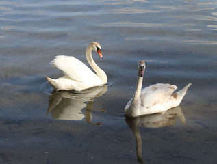 swan on the lake