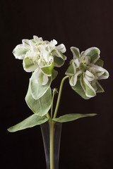 Beautiful flowers - Euphorbia marginata, snow-on-the-mountain, smoke-on-the-prairie, variegated spurge or whitemargined spurge