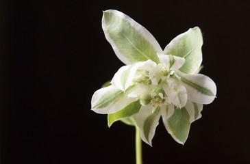 Beautiful flowers - Euphorbia marginata, snow-on-the-mountain, smoke-on-the-prairie, variegated...