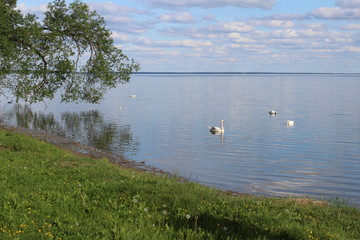 swans on the lake