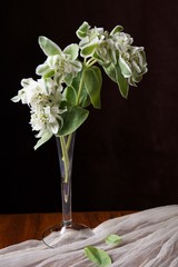 Beautiful flowers - Euphorbia marginata, snow-on-the-mountain, smoke-on-the-prairie, variegated...
