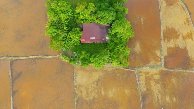 Aerial drone footage from top view of beautiful paddy field pattern small rural town at Sabah, Borneo 
