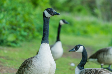 canadian goose in a lake scotland