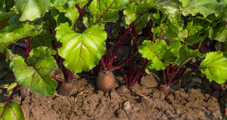 tops and roots of red beet growing in the ground in the garden