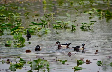 ducks in pond