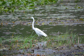 great blue heron in water