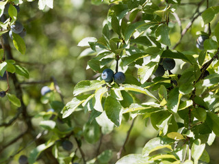 Le Prunellier ou épine noir (Prunus spinosa) aux rameaux denses et épineux garnis de petites prunelles ou drupes, aux petites feuilles lancéolées et dentées