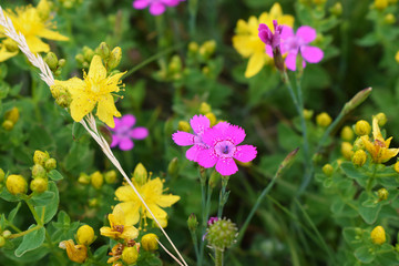 Distintas flores de cerca, coloridas y bonitas, con sus hojas y sus pétalos.