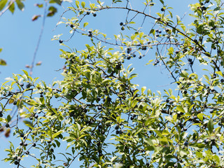 Prunus spinosa | Le Prunellier ou épine noir au petites prunelles violettes foncées sur des rameaux épineux