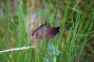 Mariposas posadas encima de flores y vegetación colorida.