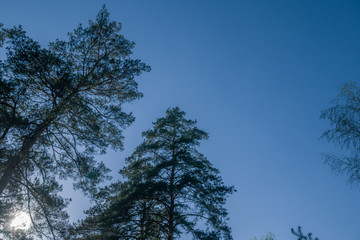 Blue sky with the evening sun in the forest