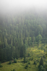 Foggy mysterious forest growing on hills - gradient visible to obscoure