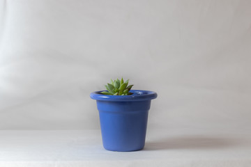 Succulent plant in bluish pot on white background