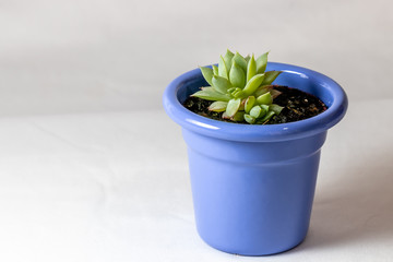Succulent plant in bluish pot on white background