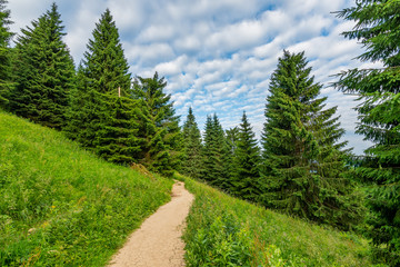 Fototapeta na wymiar Tourist path in the forest, Mala Fatra national park, Slovakia. Green fresh trees, blue sky. Trail to Maly Rozsutec mountain
