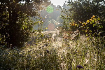 Obraz na płótnie Canvas cobwebs sagging under the weight of dew in the grass during dawn