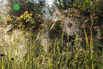 cobwebs sagging under the weight of dew in the grass during dawn