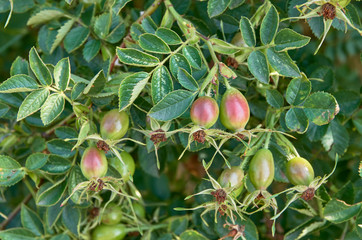 young rose hips on the bush