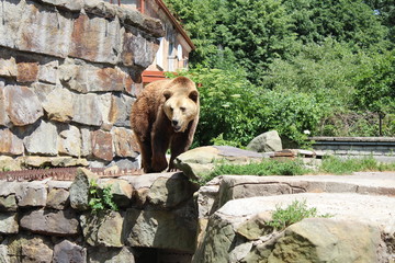 brown bear in zoo