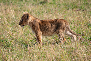 Side profile of a standing Lion cub