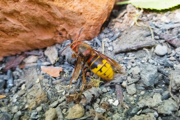 battered hornet on the ground comes to life.