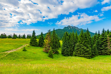 Fototapeta premium View of Mala Fatra, Slovakia national park. Tourist path near the Maly and Velky rozsutec mountains. Beautiful forest, trees and grass. Vibrant color in fresh nature