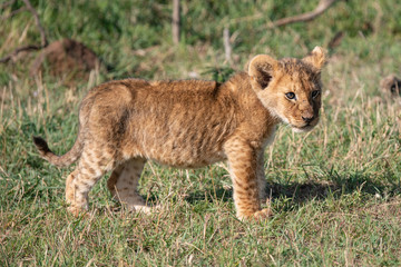 Fototapeta na wymiar Portrait of a lion cub in the Masai Mara
