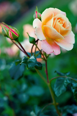 Large gorgeous buds of yellow roses with raindrops on green leaves. Selective focus. Place for text. Vertical frame.