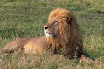 Obraz na płótnie Canvas Magnificent male lion in the Masai Mara