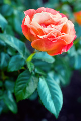 Obraz premium Big red rose on a bush with leaves. Selective focus. Place for text. The background is blurry.