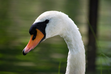 Cisne blanco bonito en un lago comiendo y nadando.