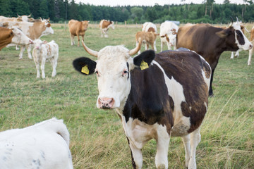 Wei&szlig;e Braune und Schwarze Rinder auf einer Weide hinter einem Zaun