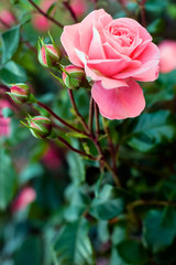 Amazing opened tender pink rose and four closed buds. Selective soft focus. Background from green leaves blurred.